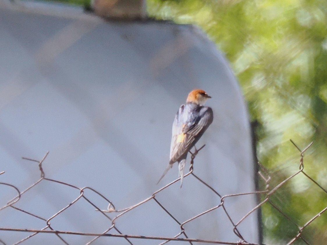 Greater Striped Swallow - ML646931033