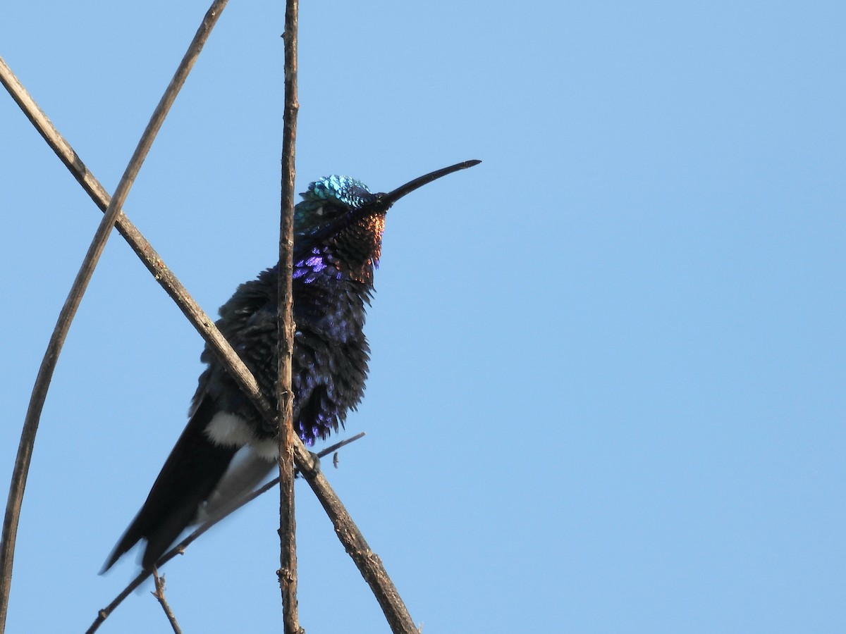 kolibřík cerradový - ML646931034