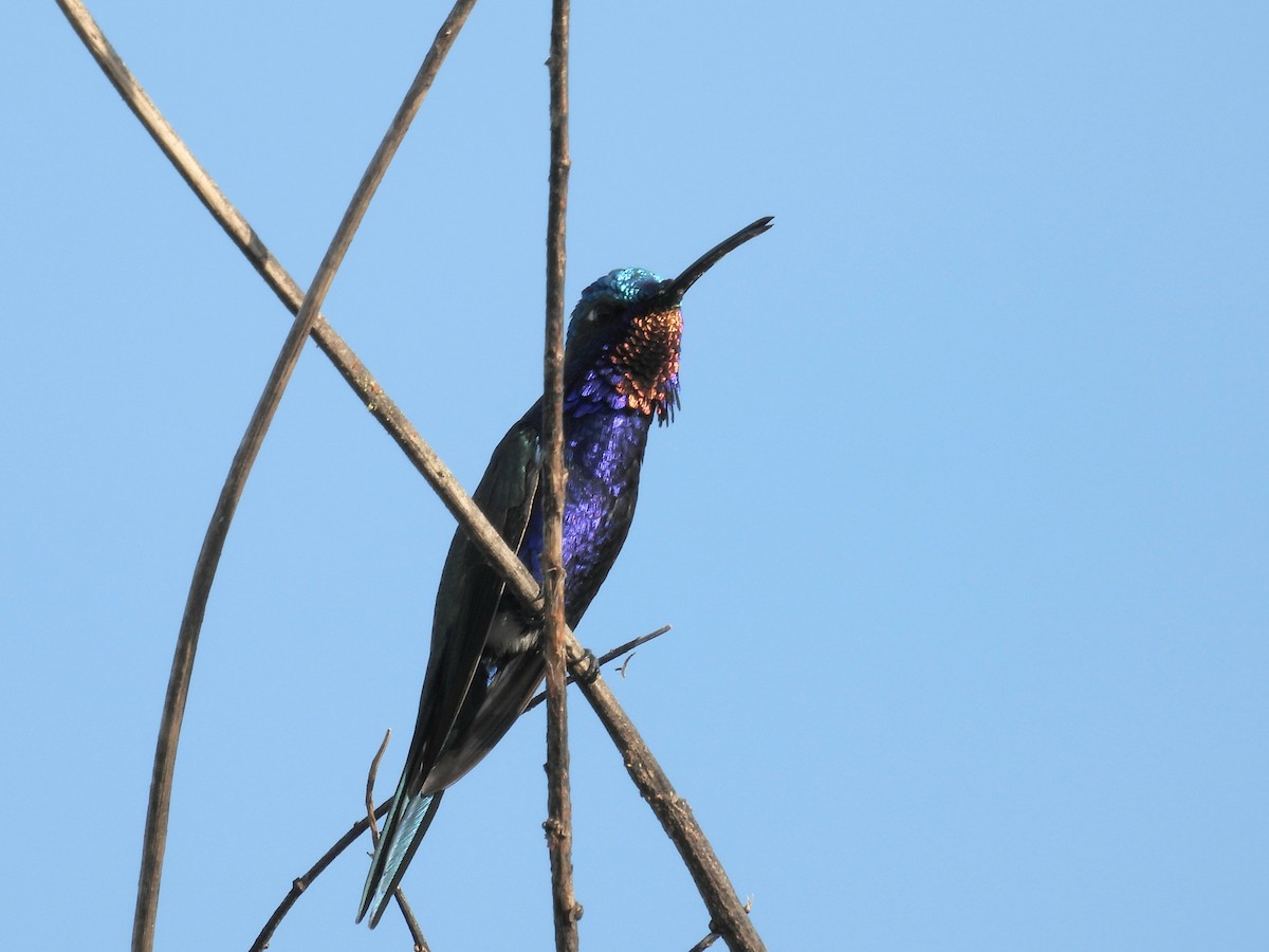 kolibřík cerradový - ML646931035