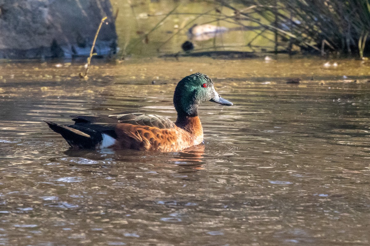 Chestnut Teal - ML646931037
