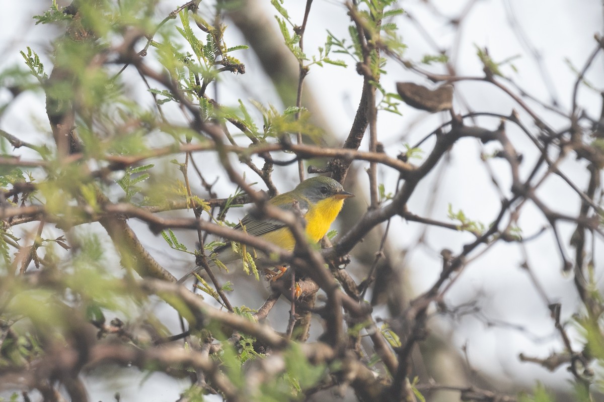 Tropical Parula - ML646931039