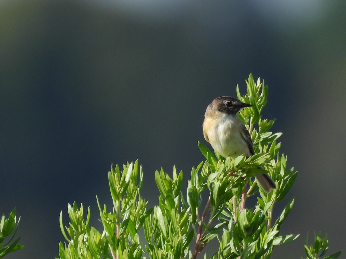 Bearded Tachuri - ML646931043