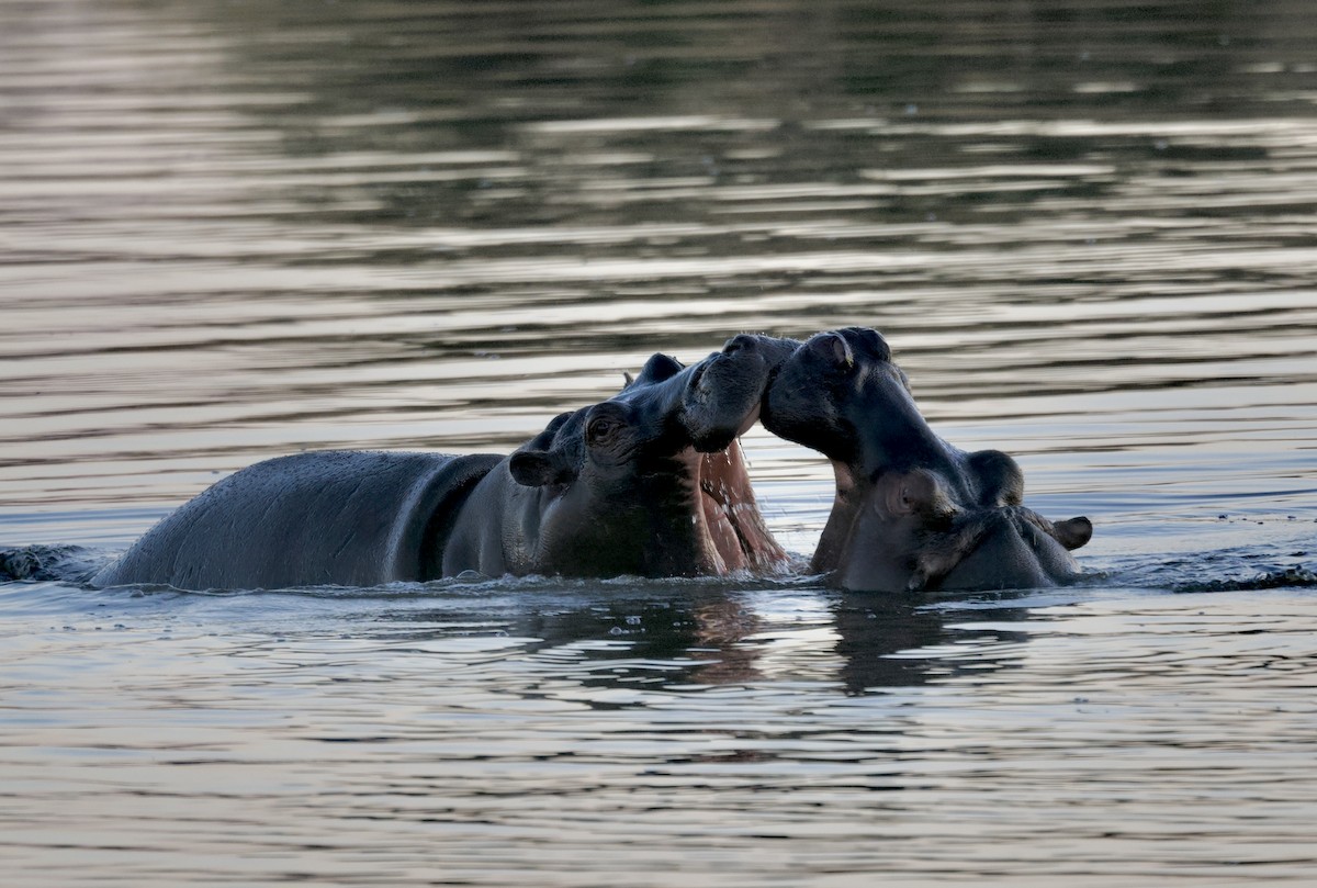 動物界 - ML646931048