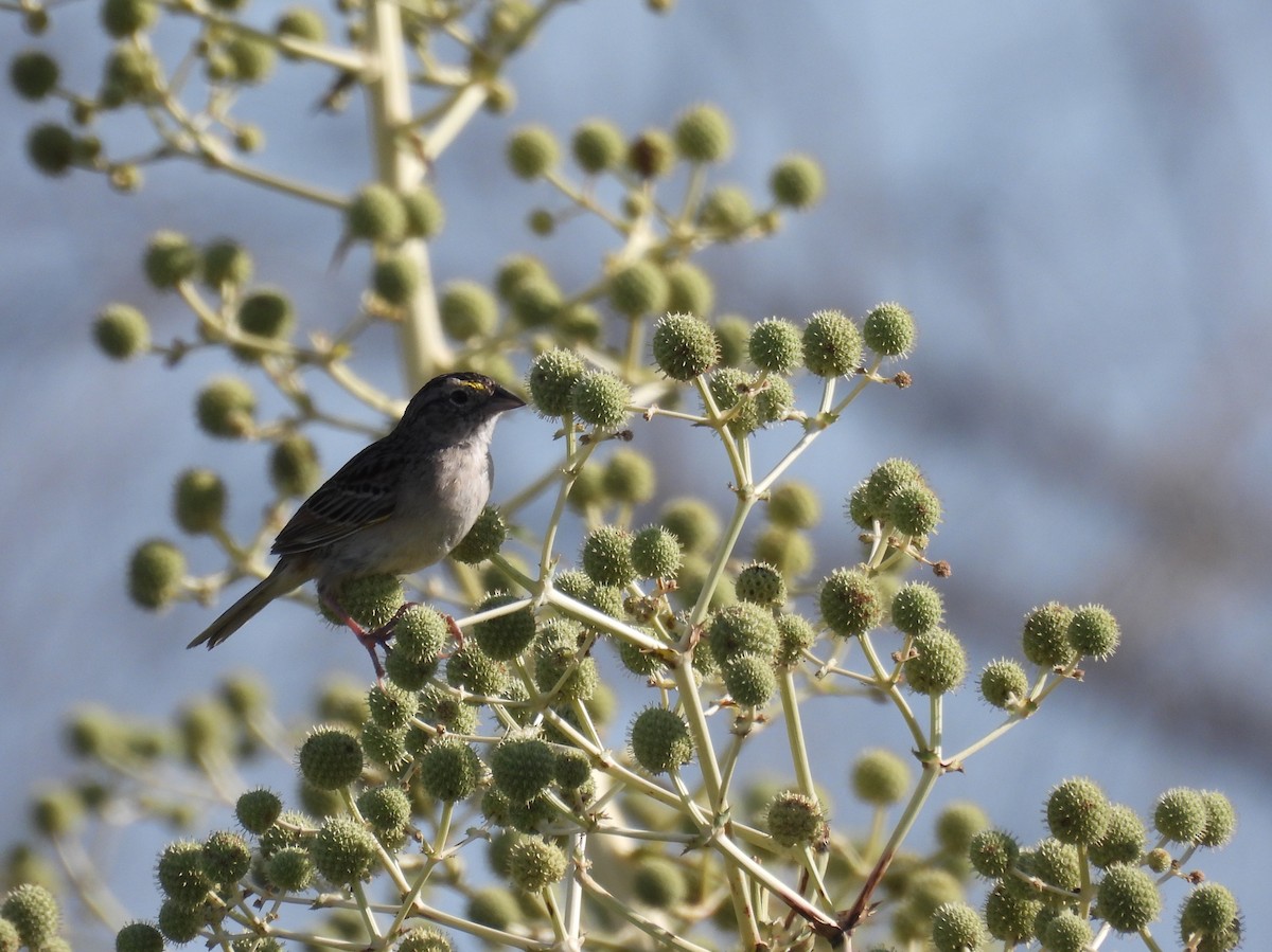 Grassland Sparrow - ML646931053