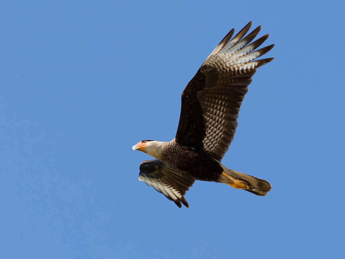Crested Caracara (Southern) - ML646931057