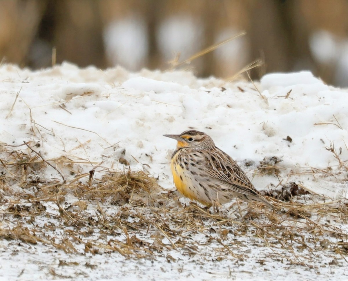Western Meadowlark - ML646931070