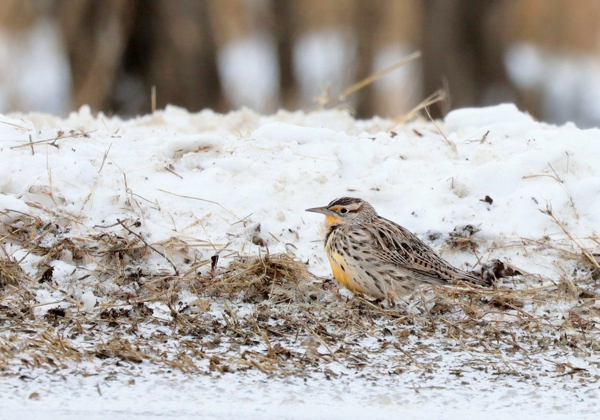 Western Meadowlark - ML646931071