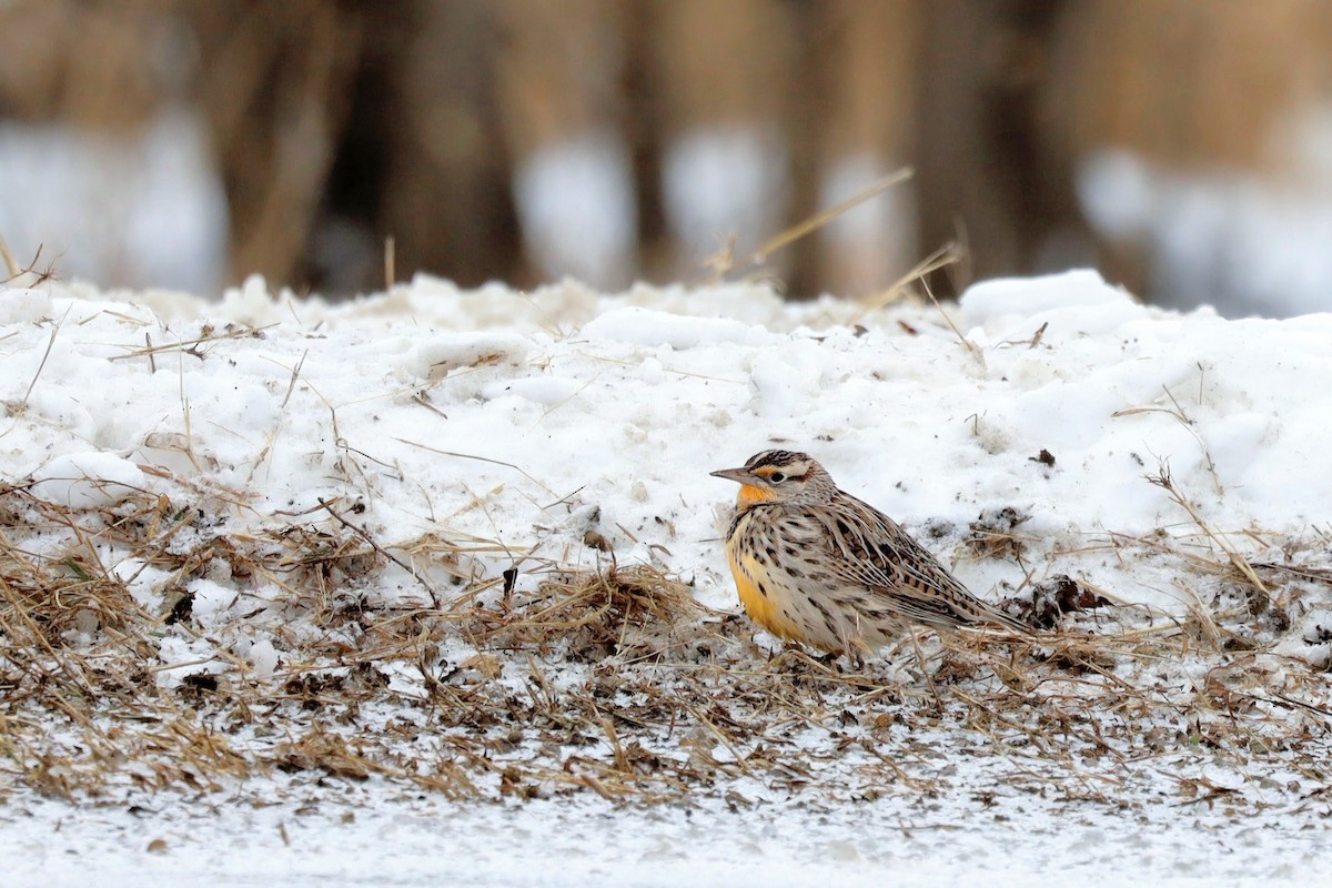 Western Meadowlark - ML646931072