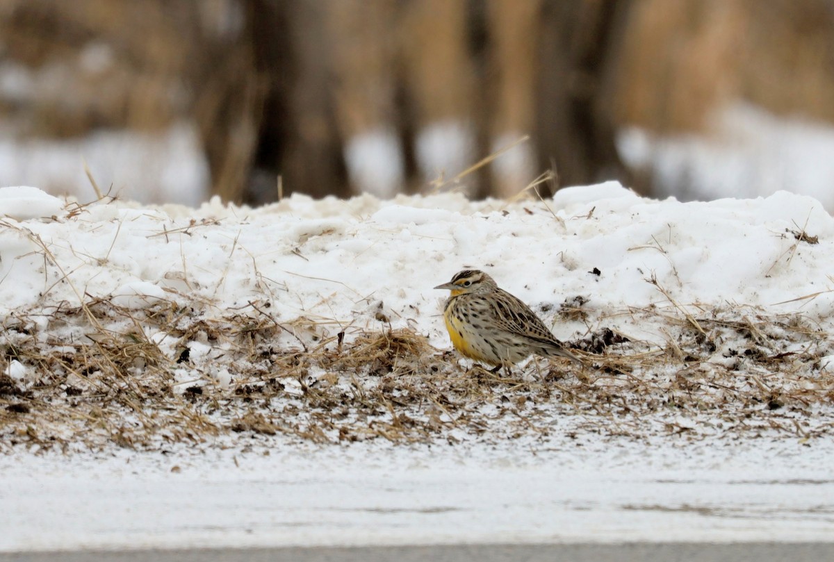 Western Meadowlark - ML646931073