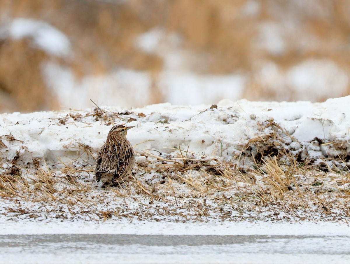 Western Meadowlark - ML646931074