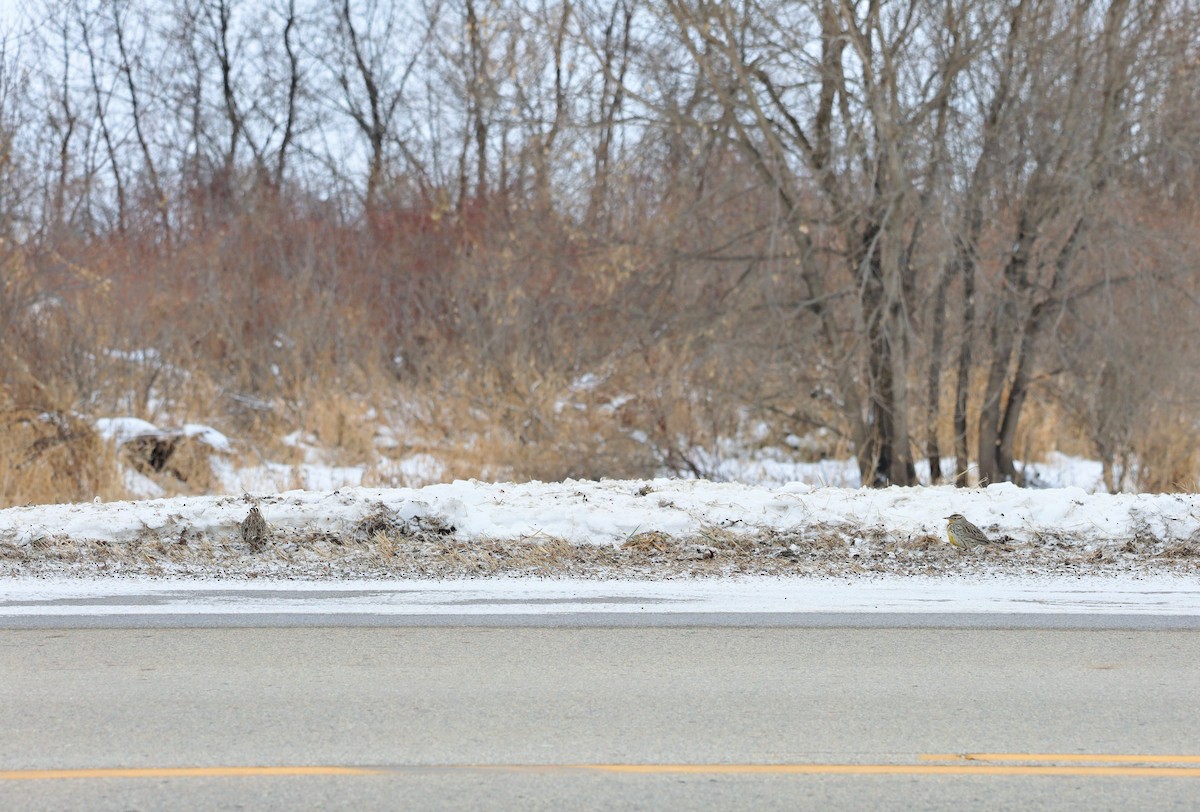 Western Meadowlark - ML646931076