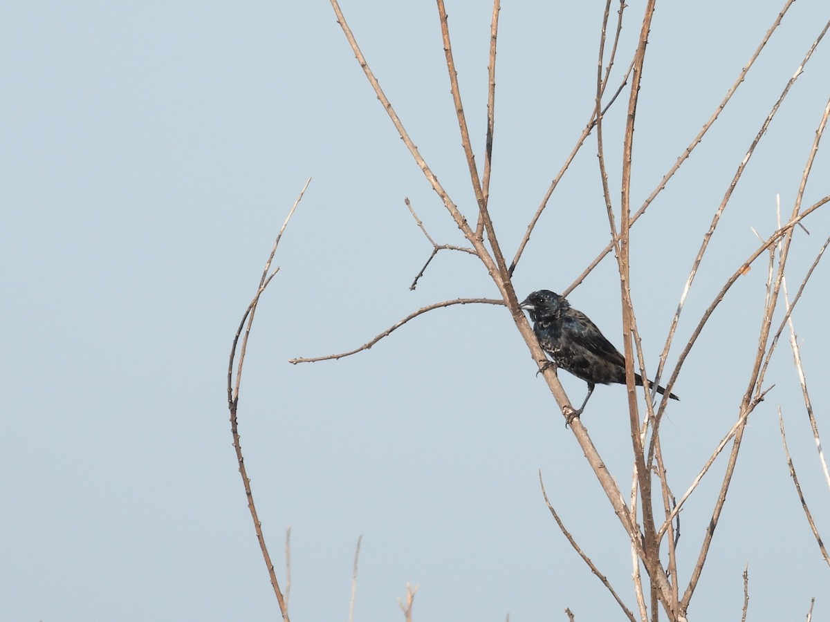 Blue-black Grassquit - ML646931077