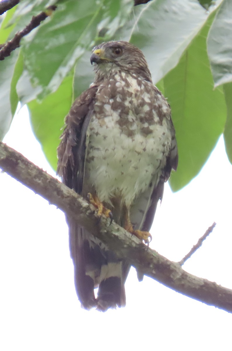 Broad-winged Hawk - ML646931078