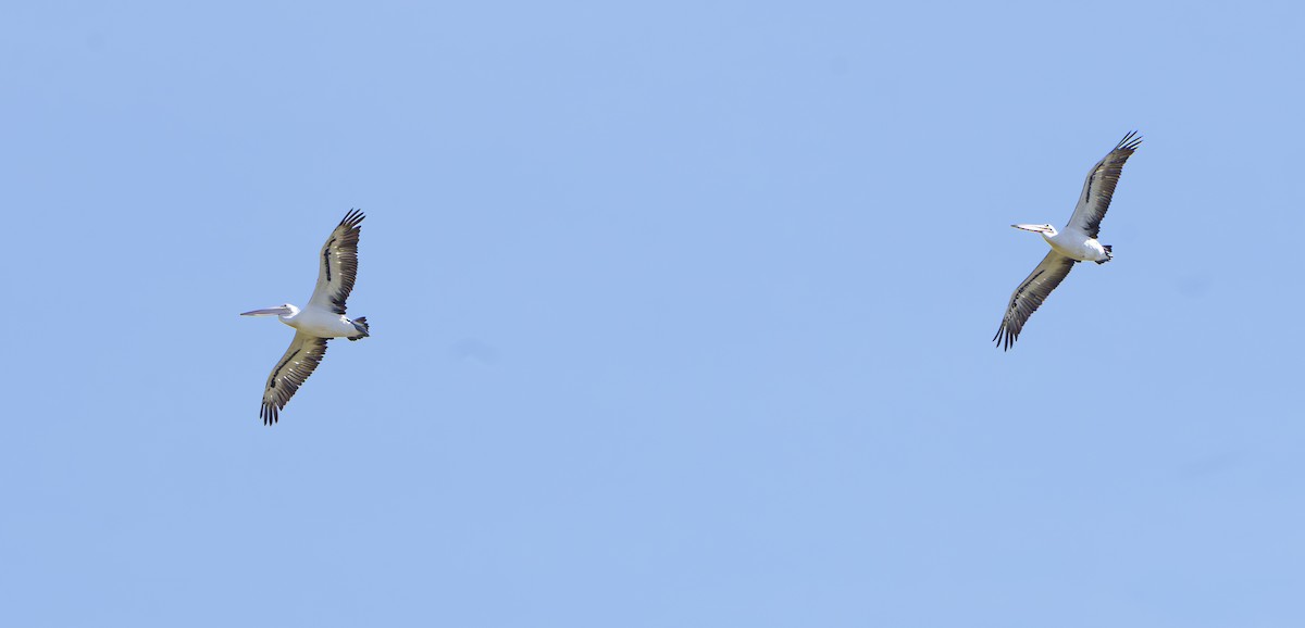 Avustralya Pelikanı - ML646931081