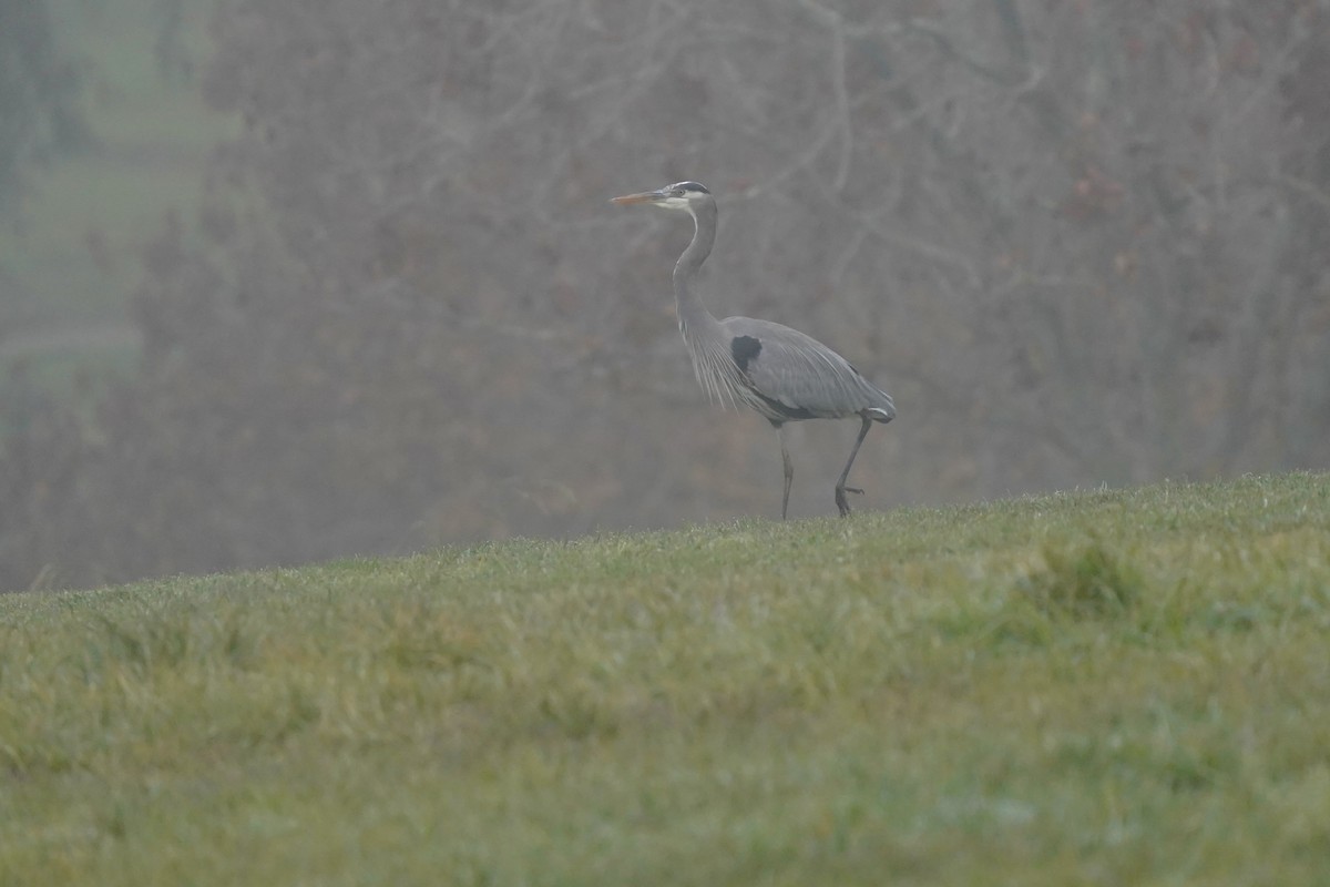 herodiashegre - ML646931084