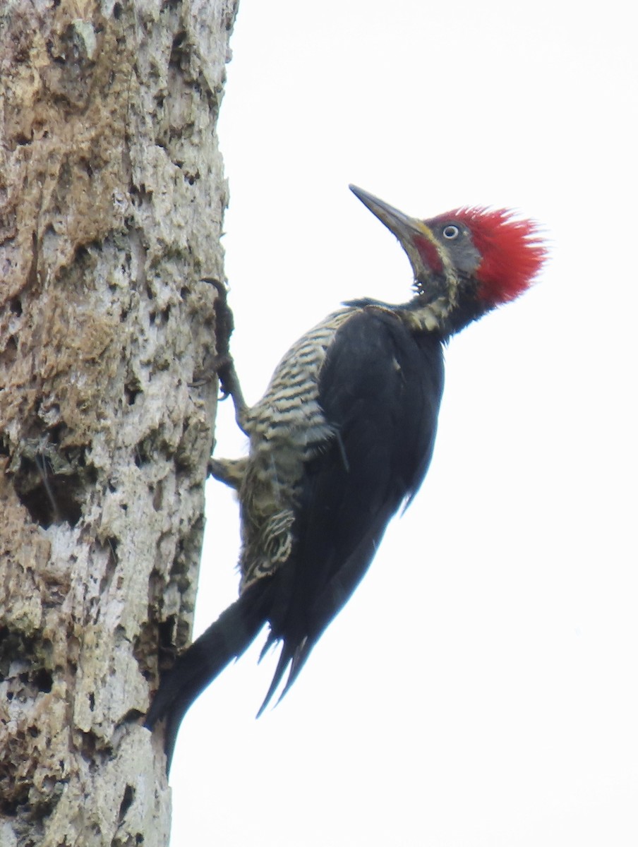 stripesvartspett - ML646931088