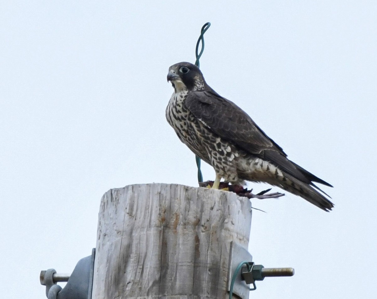 Сапсан (підвид anatum) - ML646931089