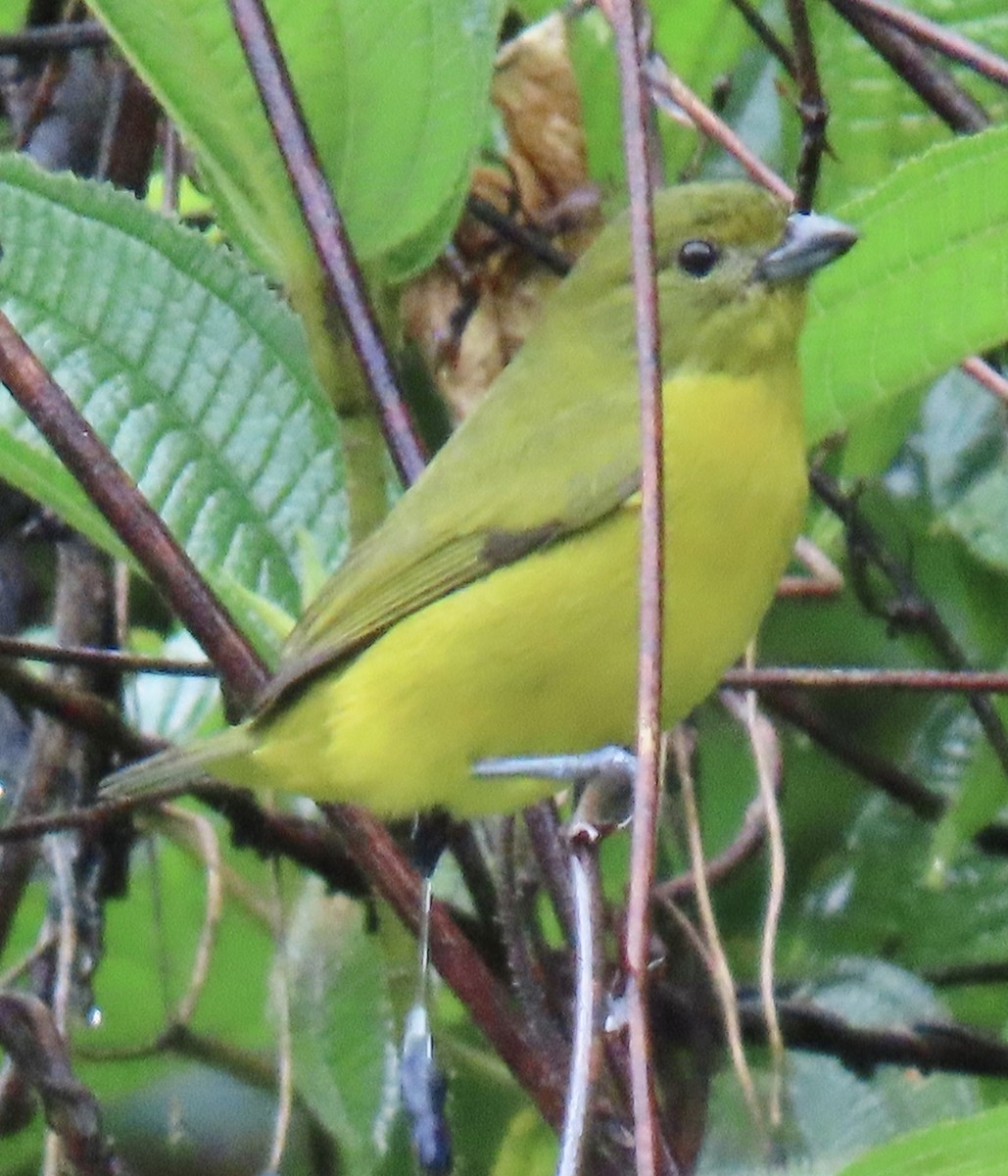 Violaceous Euphonia - ML646931092