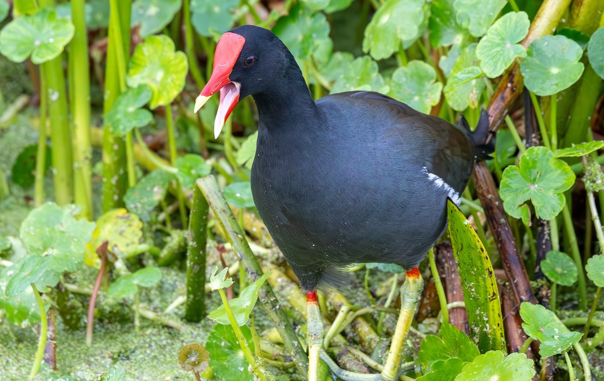 slípka americká - ML646931093