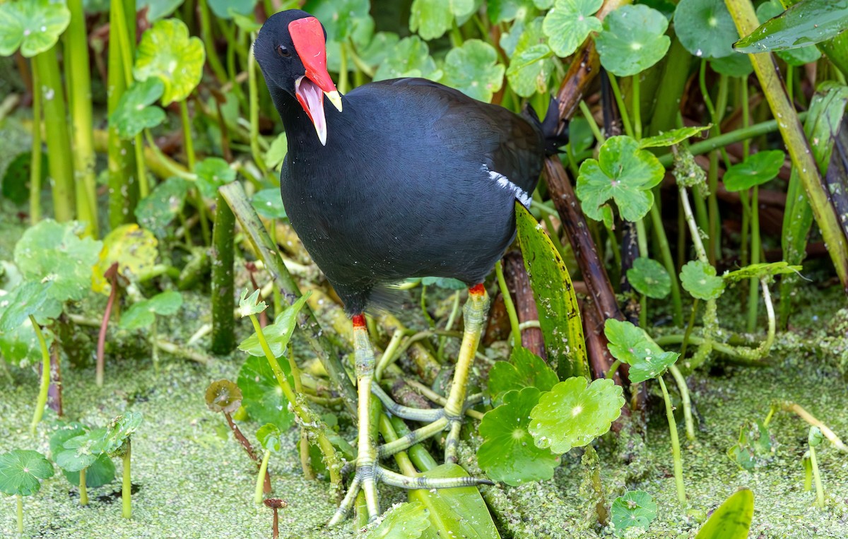 slípka americká - ML646931094