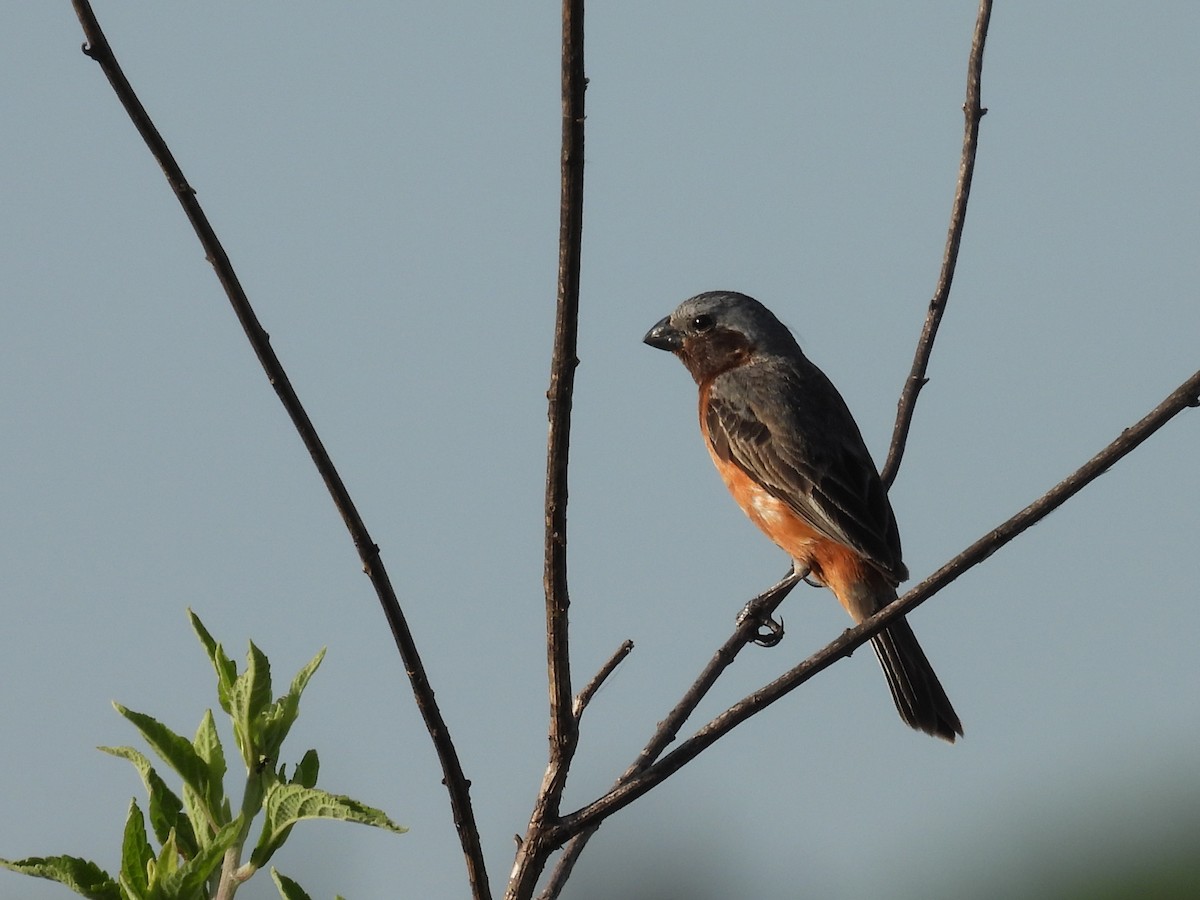 Dark-throated Seedeater - ML646931097