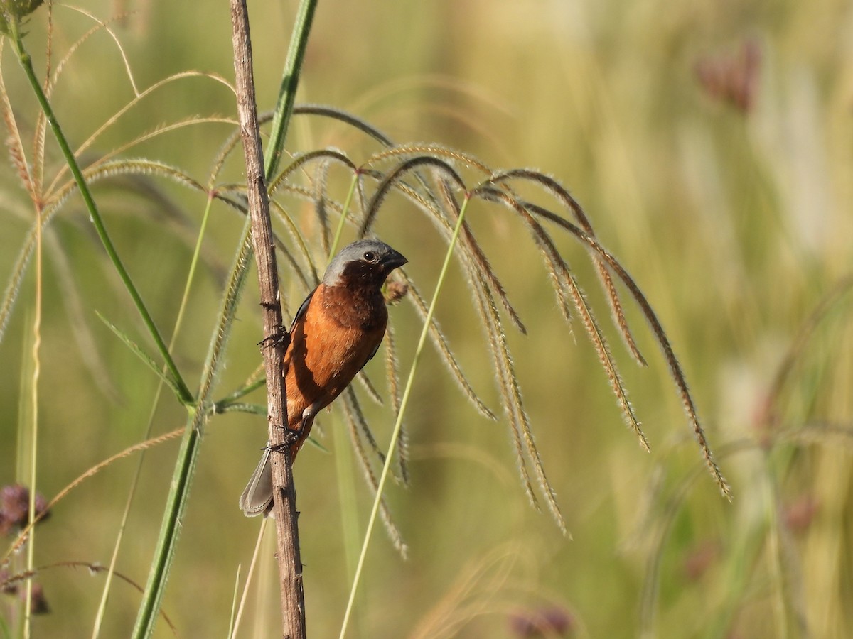 Dark-throated Seedeater - ML646931098