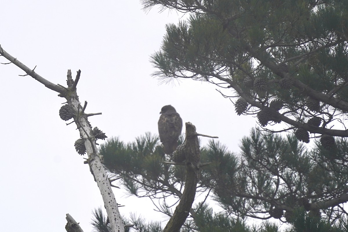 rødstjertvåk - ML646931099