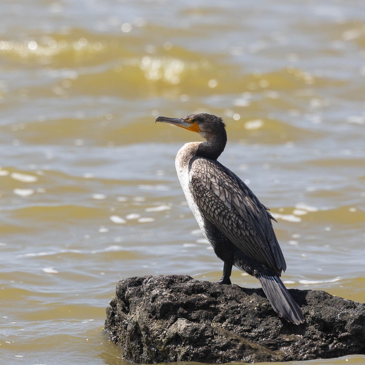 Kormoran - ML646931103