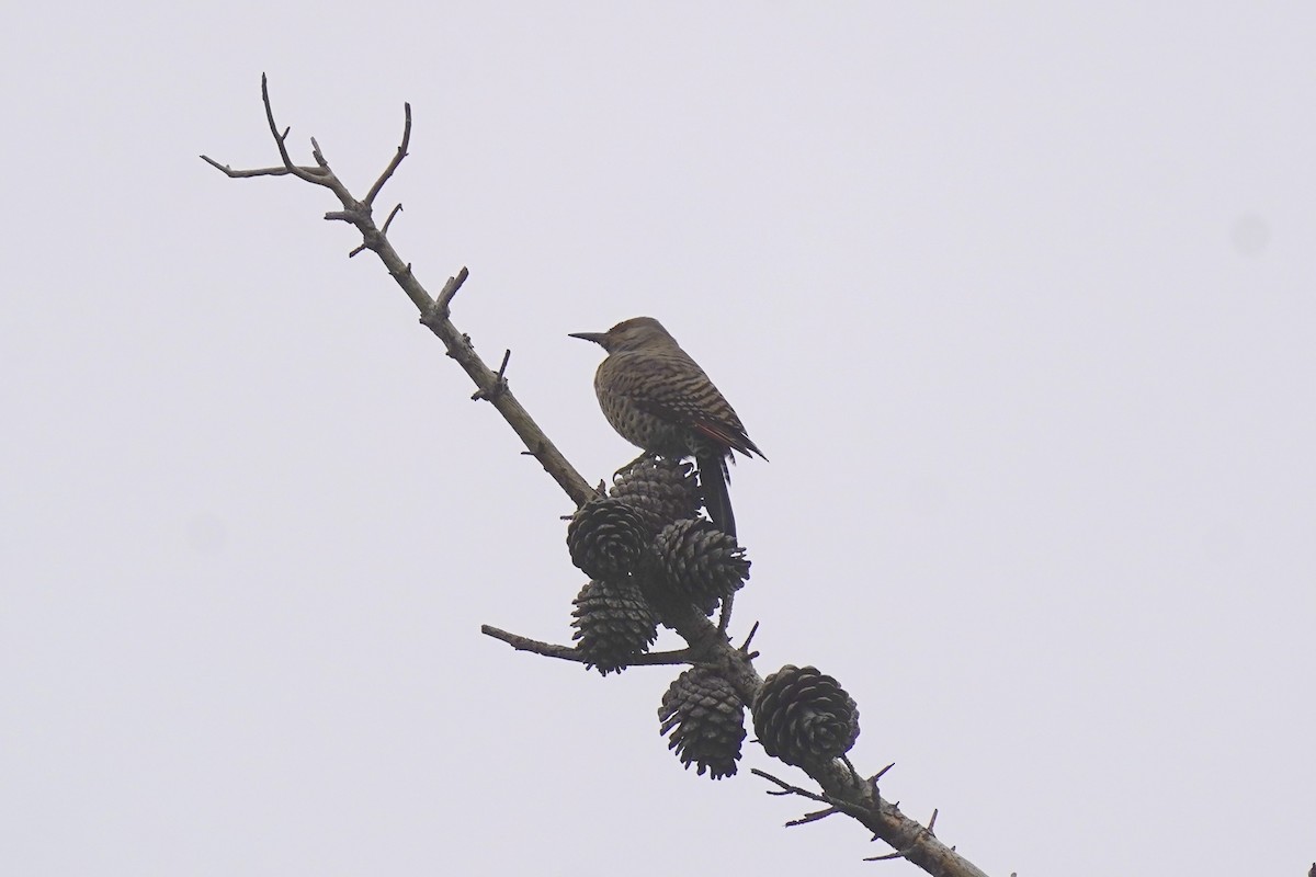 gullspett - ML646931104