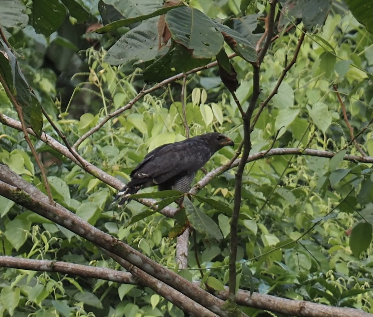Barred Hawk - ML646931108