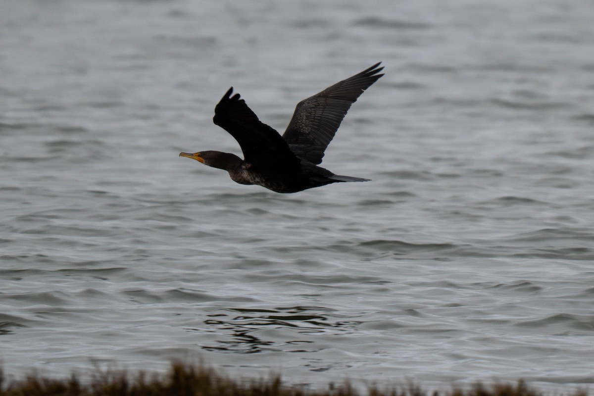 Double-crested Cormorant - ML646931109