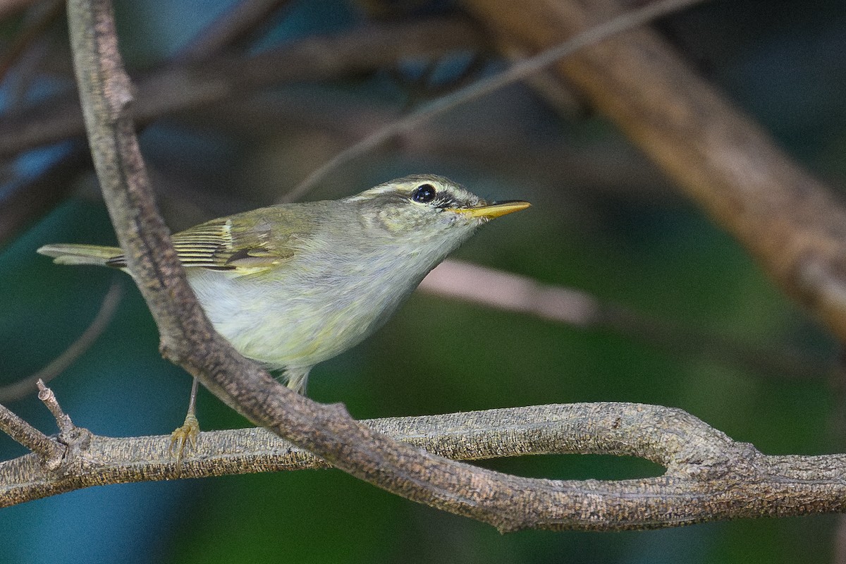 Two-barred Warbler - ML646931110