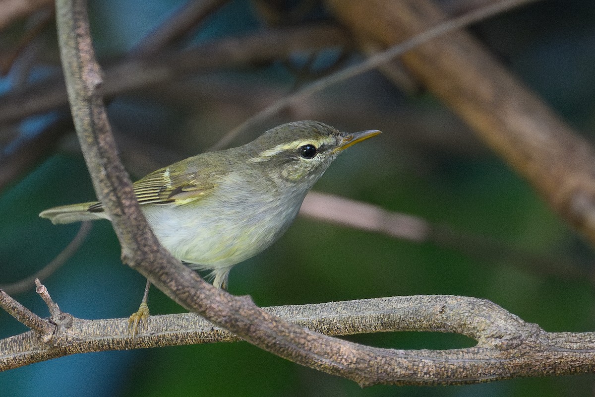 Two-barred Warbler - ML646931111