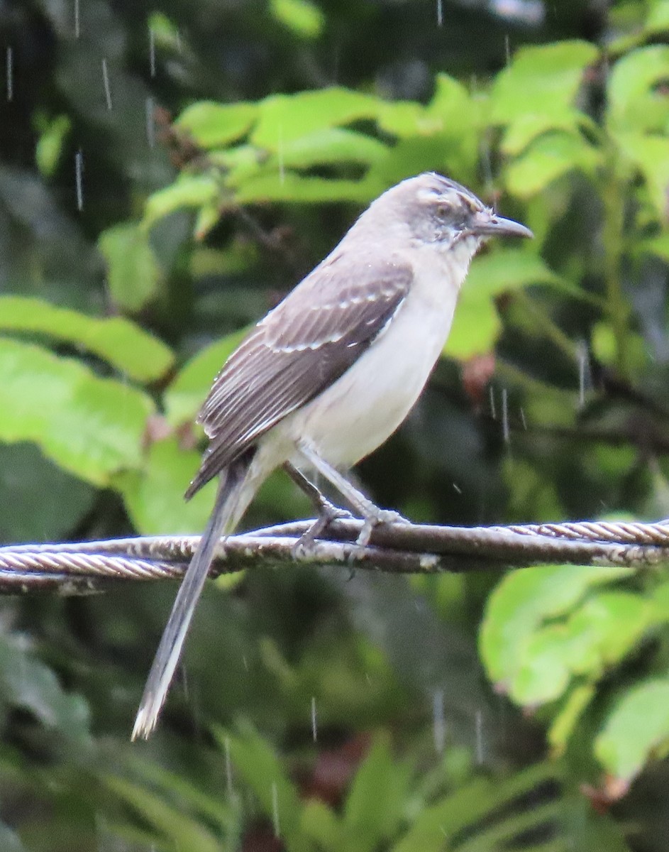 Tropikal Taklitçi - ML646931113