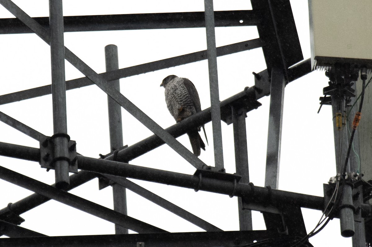 Gerfalke - ML646931122