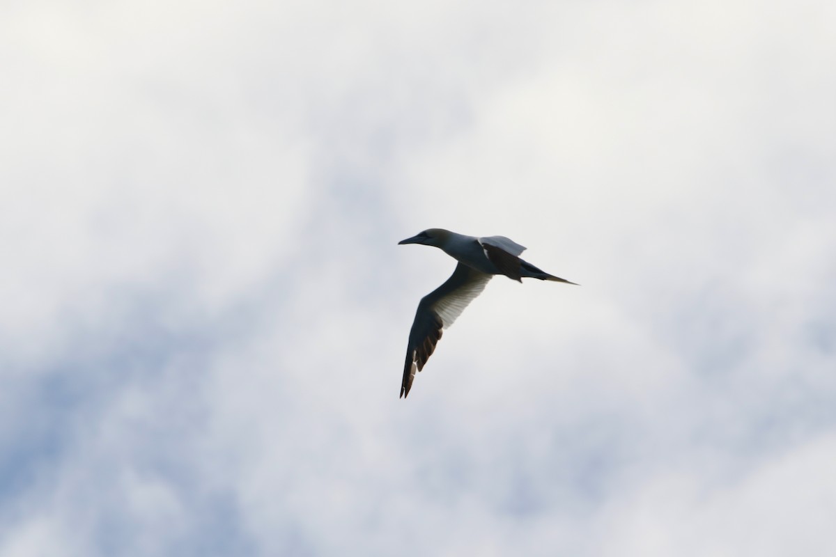 סולה מצויה - ML646931123