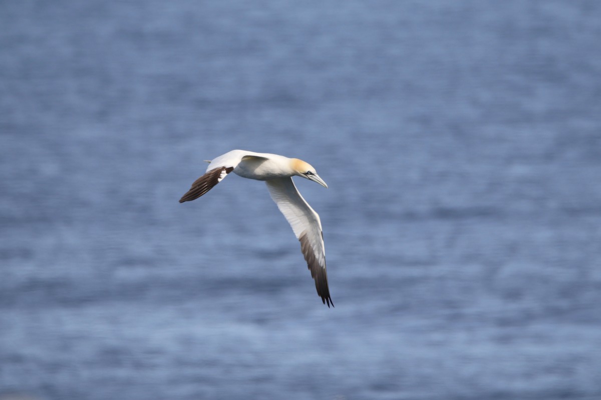 סולה מצויה - ML646931124