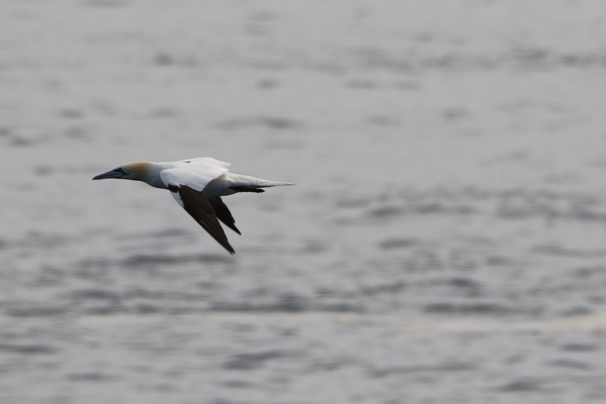 סולה מצויה - ML646931125