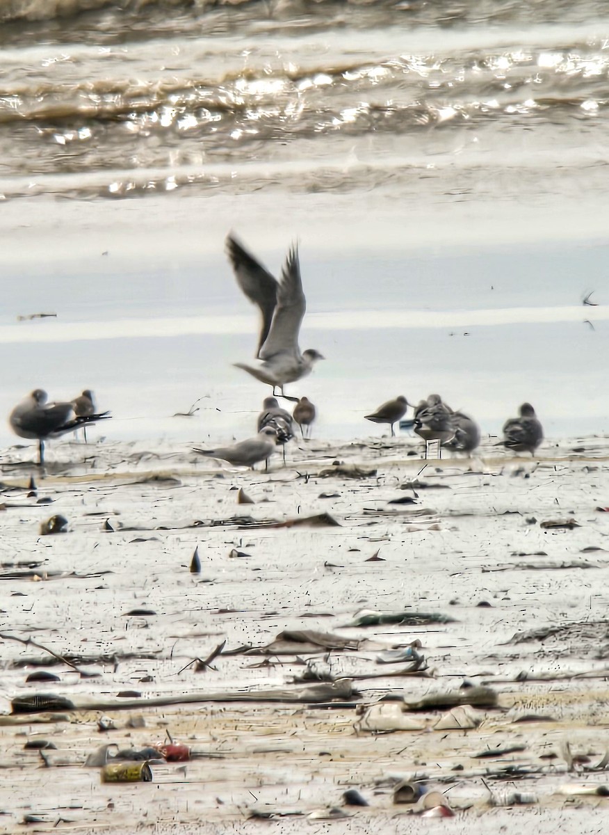 Forster's Tern - ML646931131