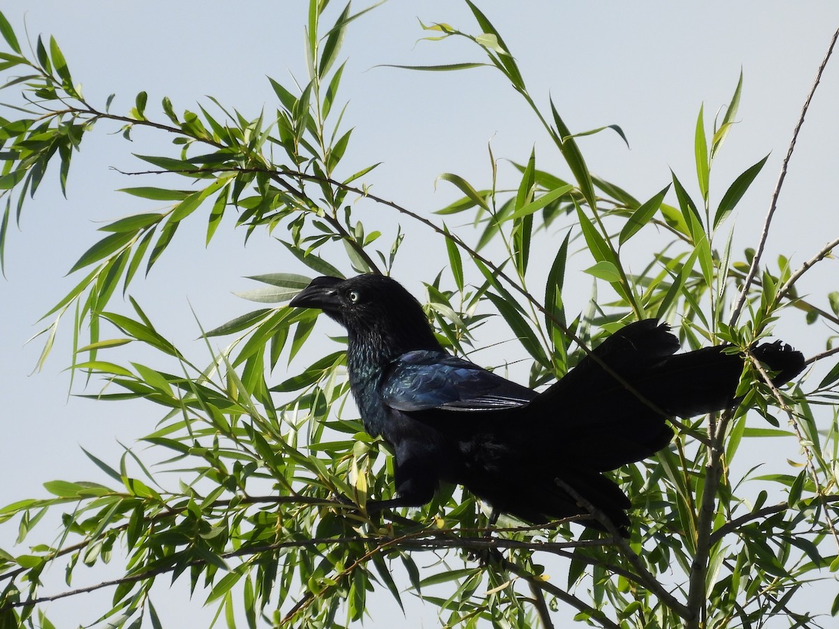 ani velká - ML646931136