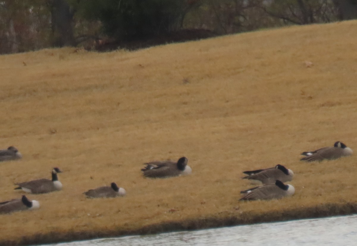 Canada Goose - ML646931146