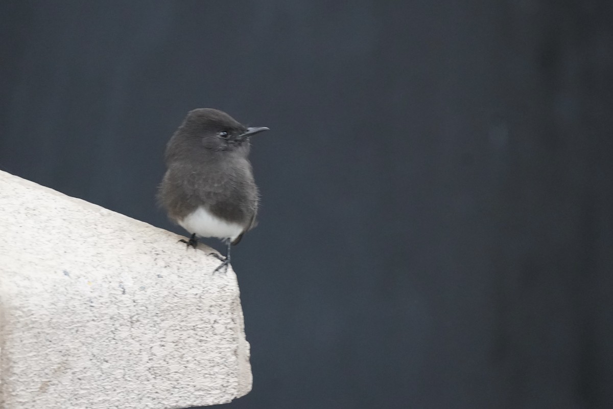 svartfibi - ML646931148