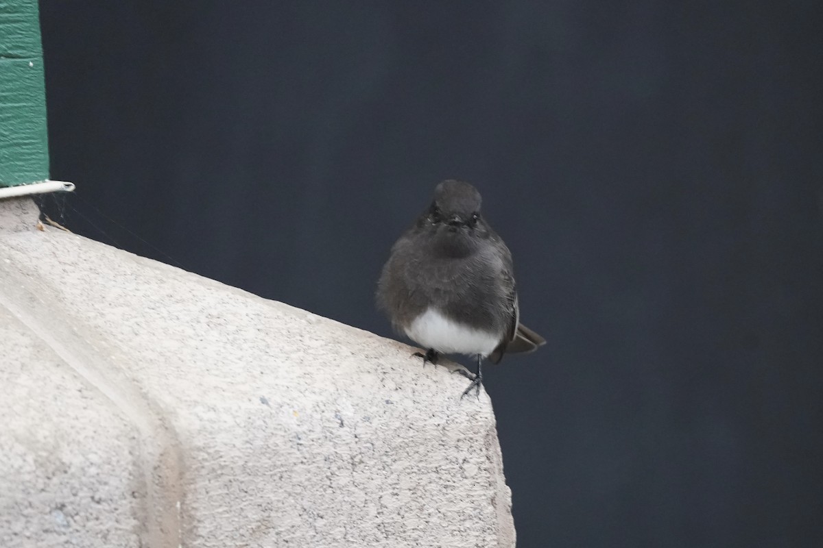 svartfibi - ML646931155