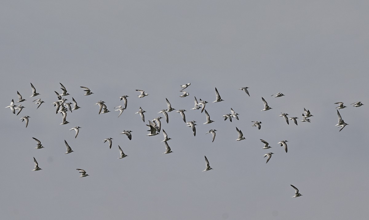 コアジサシ - ML646931158