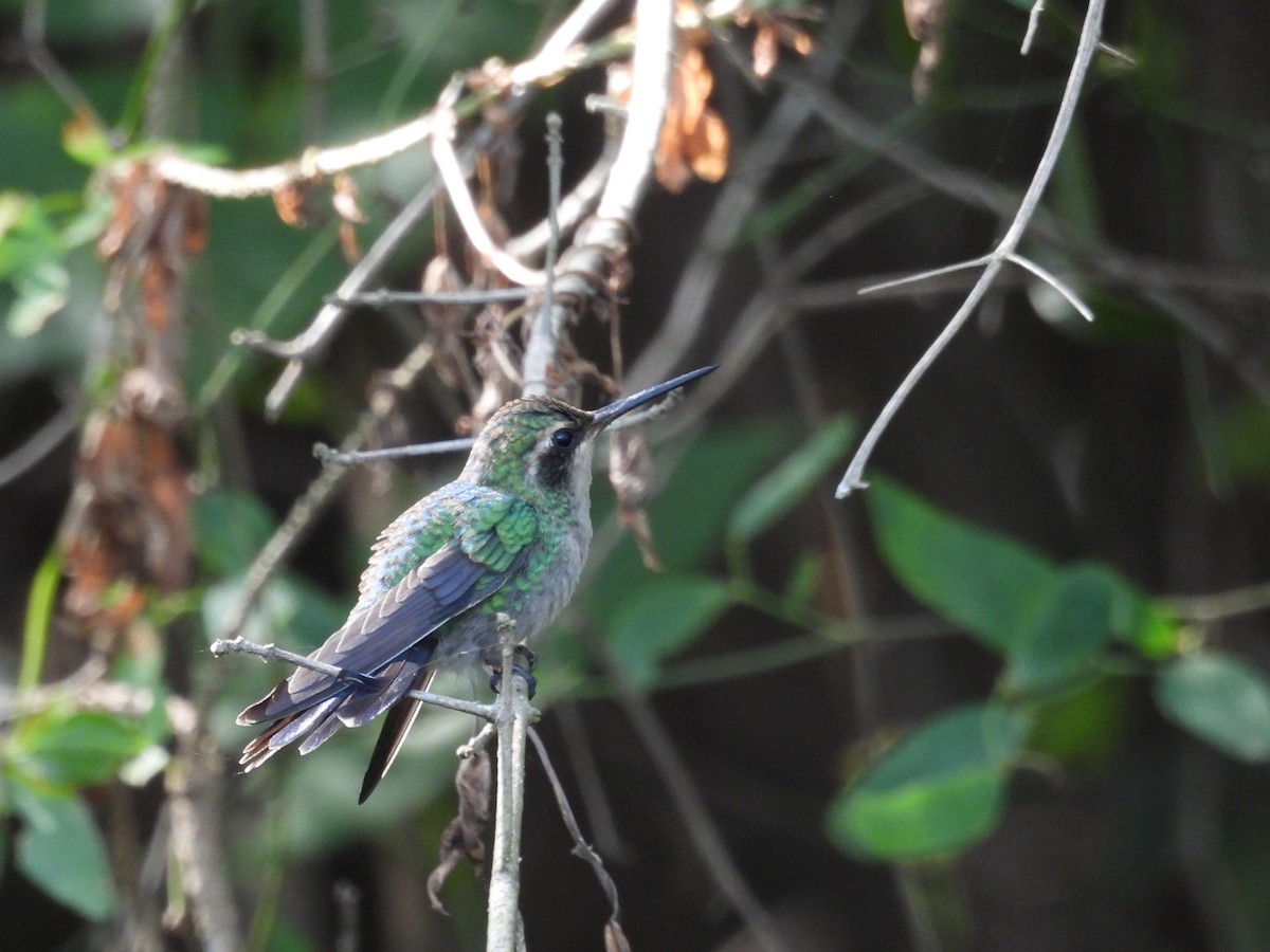 kolibřík lesklobřichý - ML646931161