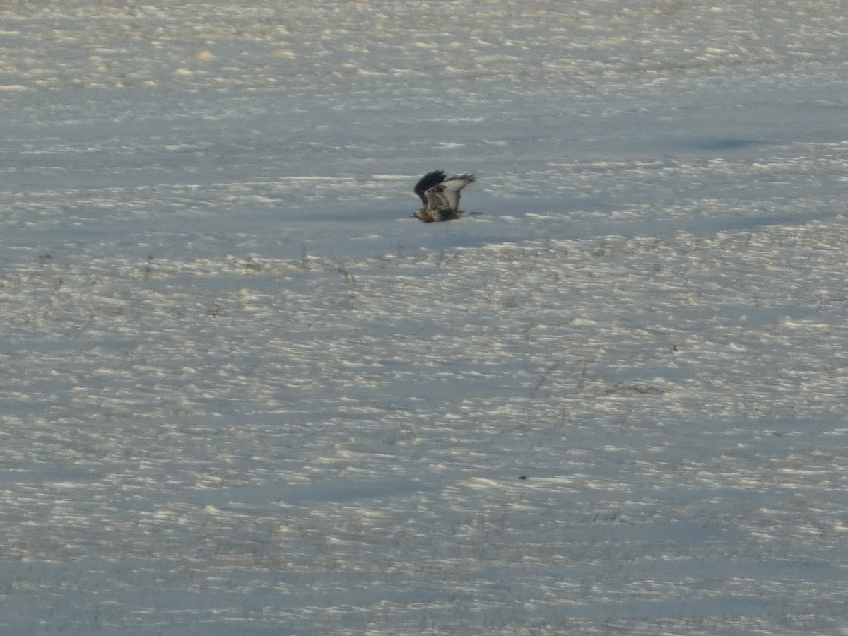 Rough-legged Hawk - ML646931164