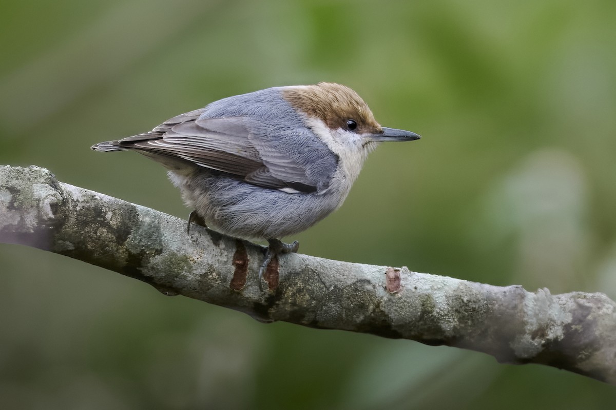 Brown-headed Nuthatch - ML646931169
