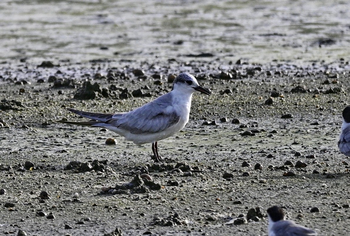 クロハラアジサシ - ML646931172