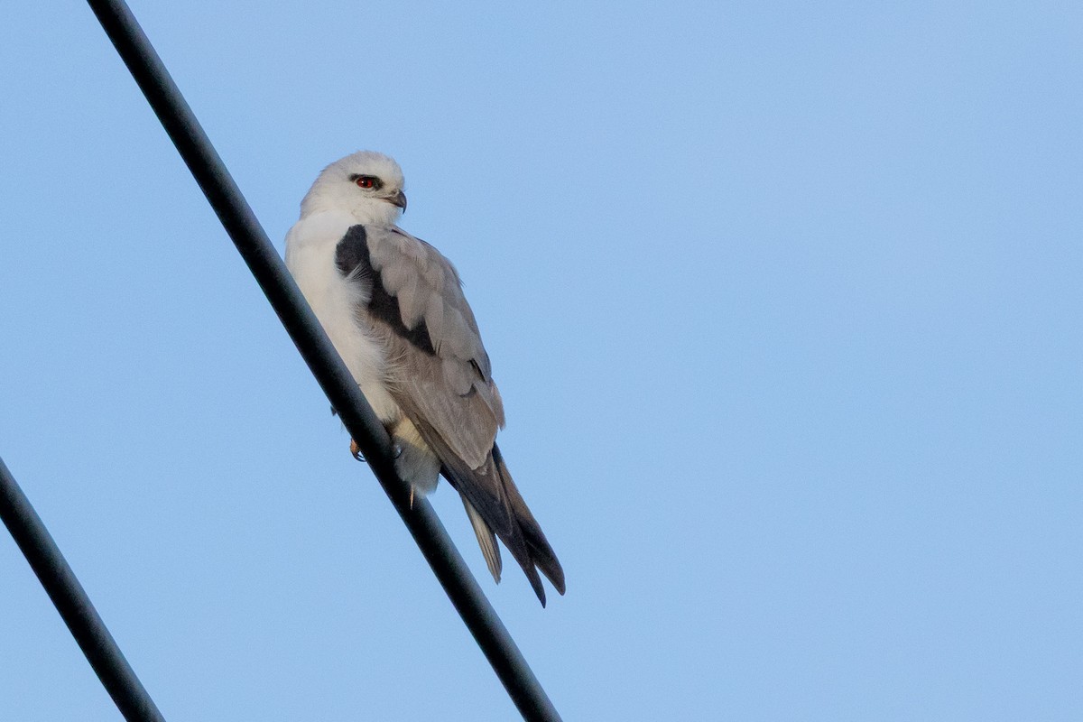 Élanion d'Australie - ML646931174