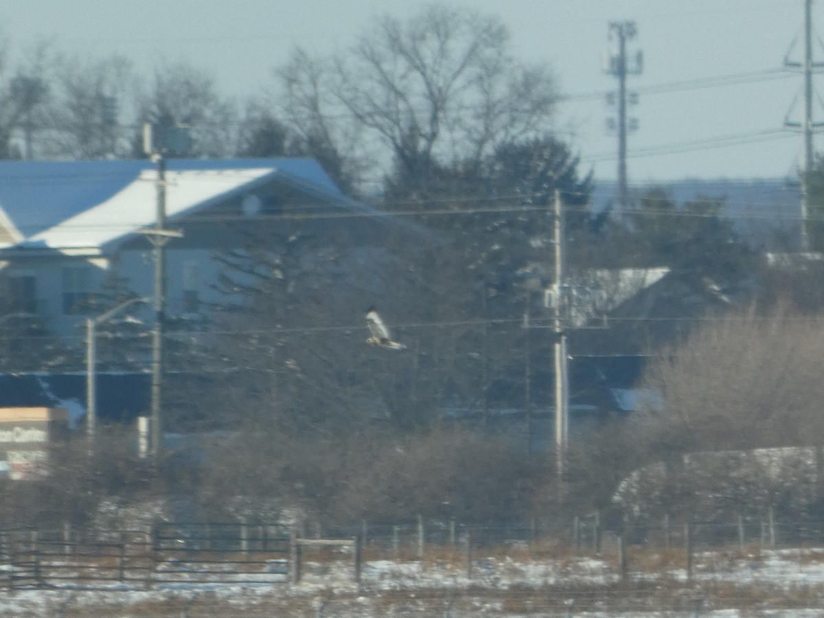 Rough-legged Hawk - ML646931185
